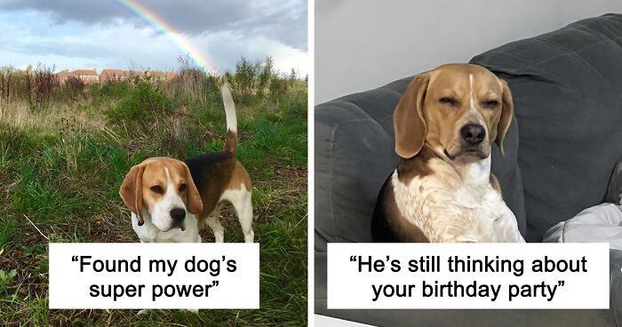 56 Dog Photos That Prove These Weirdos Make Life Better