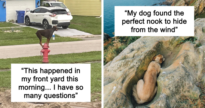 56 Dog Photos That Prove These Weirdos Make Life Better