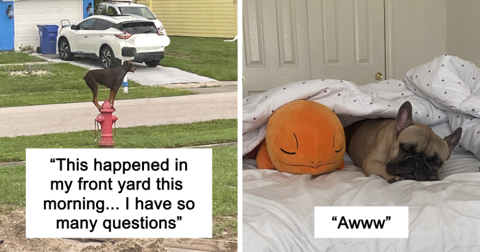 56 Dog Photos That Prove These Weirdos Make Life Better