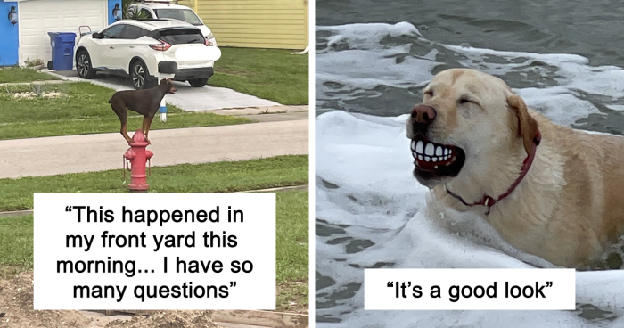 56 Dog Photos That Prove These Weirdos Make Life Better
