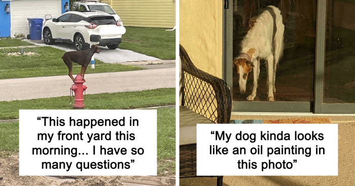 56 Dog Photos That Prove These Weirdos Make Life Better