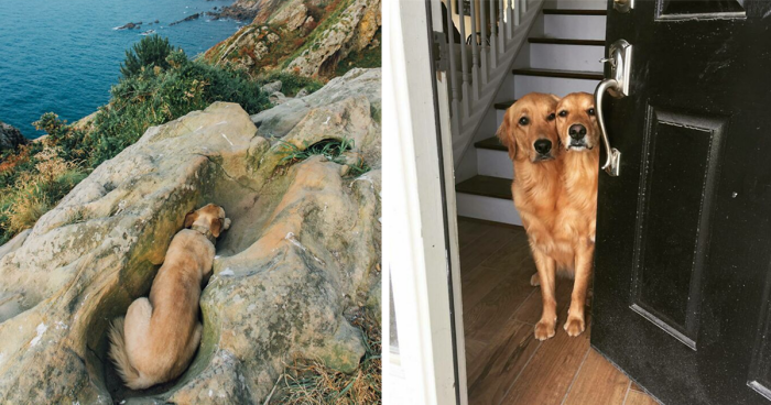 56 Dog Photos That Prove These Weirdos Make Life Better