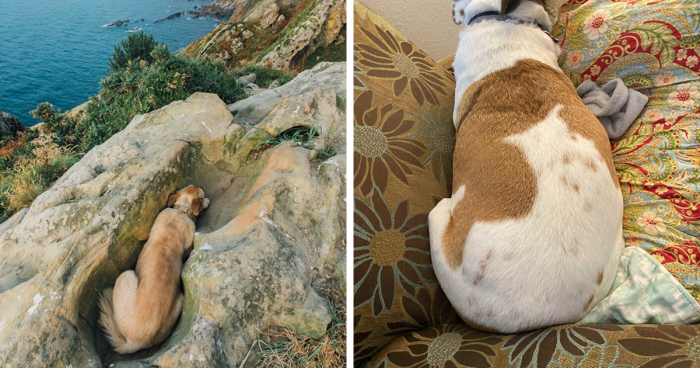 56 Dog Photos That Prove These Weirdos Make Life Better