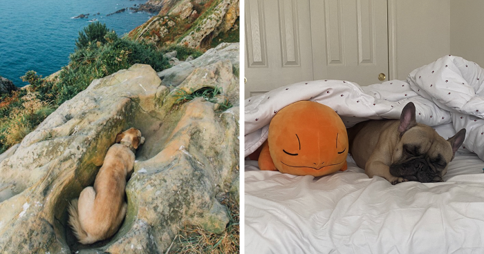 56 Dog Photos That Prove These Weirdos Make Life Better