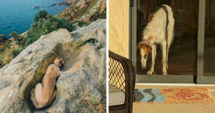 56 Dog Photos That Prove These Weirdos Make Life Better