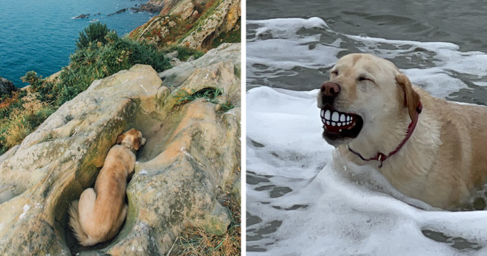 56 Dog Photos That Prove These Weirdos Make Life Better