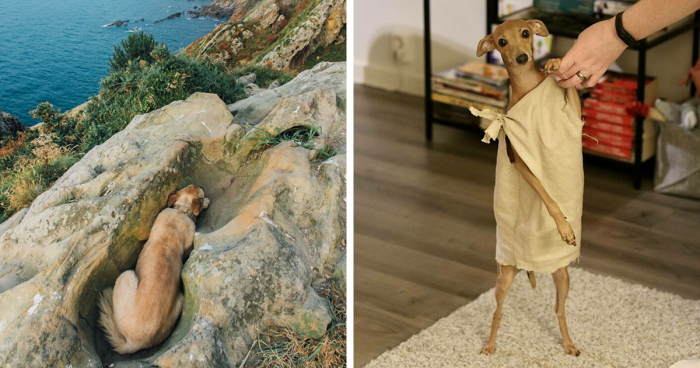 56 Dog Photos That Prove These Weirdos Make Life Better