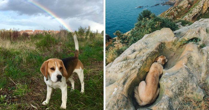 56 Dog Photos That Prove These Weirdos Make Life Better