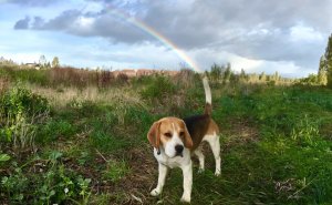 56 Dog Photos That Prove These Weirdos Make Life Better