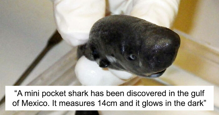 “He Was Inside The Mouth Of A Humpback Whale”: 79 Strange And Fascinating Facts About The Deep Dark Ocean (New Pics)