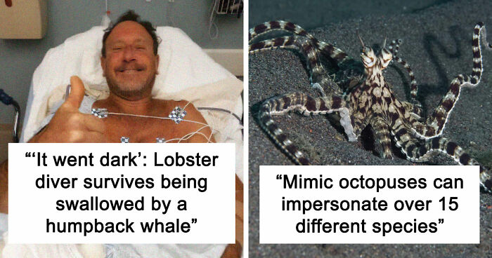 “He Was Inside The Mouth Of A Humpback Whale”: 79 Strange And Fascinating Facts About The Deep Dark Ocean (New Pics)