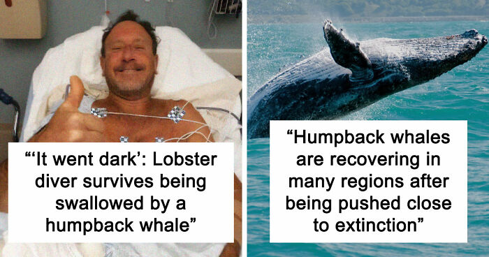 “He Was Inside The Mouth Of A Humpback Whale”: 79 Strange And Fascinating Facts About The Deep Dark Ocean (New Pics)