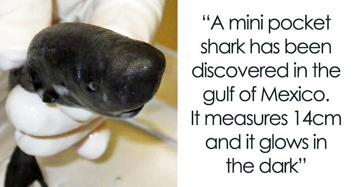 “He Was Inside The Mouth Of A Humpback Whale”: 79 Strange And Fascinating Facts About The Deep Dark Ocean (New Pics)