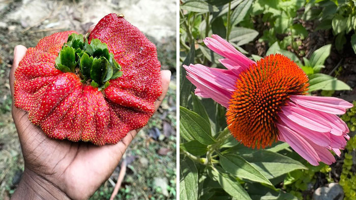 “Lookin AI Generated”: 100 Times Mother Nature Went Off Script And Created These Freaky Plants