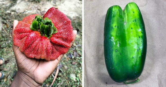 “Lookin AI Generated”: 100 Times Mother Nature Went Off Script And Created These Freaky Plants