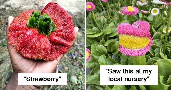 “Lookin AI Generated”: 100 Times Mother Nature Went Off Script And Created These Freaky Plants