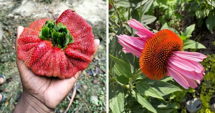 “Lookin AI Generated”: 100 Times Mother Nature Went Off Script And Created These Freaky Plants