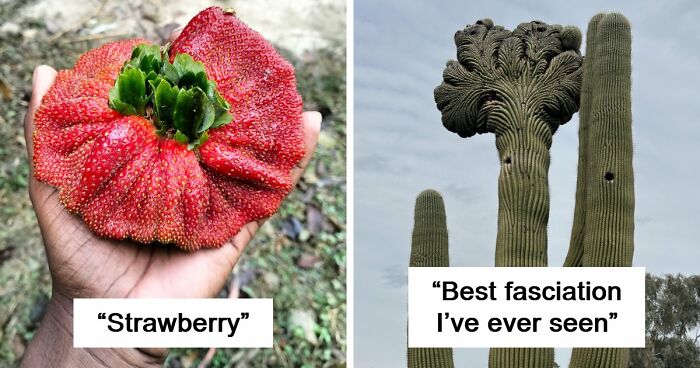 “Lookin AI Generated”: 100 Times Mother Nature Went Off Script And Created These Freaky Plants