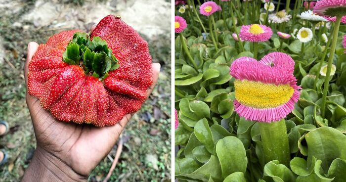 “Lookin AI Generated”: 100 Times Mother Nature Went Off Script And Created These Freaky Plants