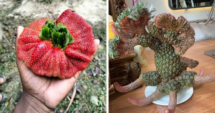 “Lookin AI Generated”: 100 Times Mother Nature Went Off Script And Created These Freaky Plants