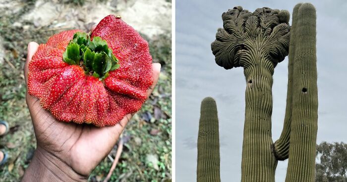 “Lookin AI Generated”: 100 Times Mother Nature Went Off Script And Created These Freaky Plants