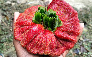 “Lookin AI Generated”: 100 Times Mother Nature Went Off Script And Created These Freaky Plants