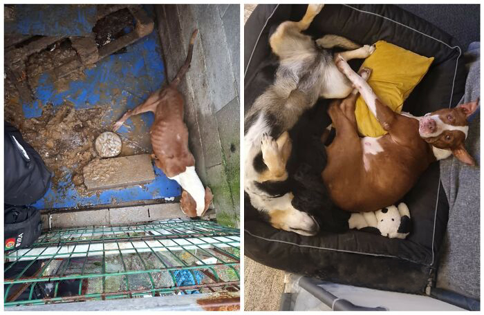 25 Powerful Before And After Photos Of Rescued Dogs That Show How Love Can Change A Life