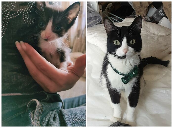 25 Heartwarming Before And After Photos Showing Just How Much Kittens Change As They Grow Up (New Pics)
