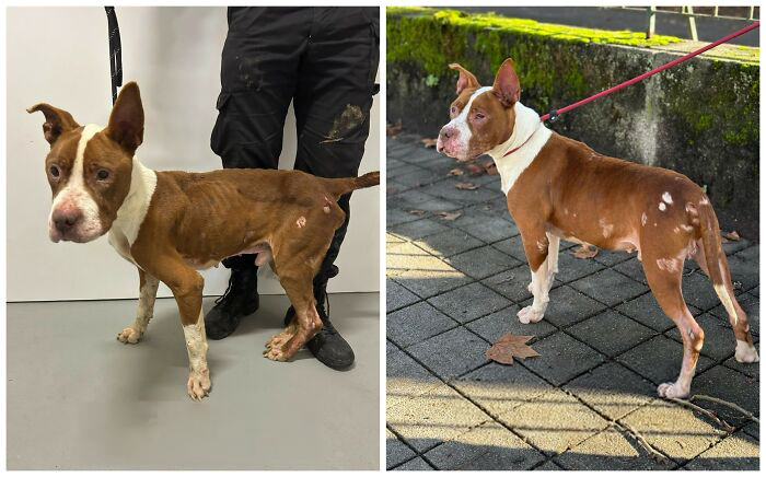 25 Powerful Before And After Photos Of Rescued Dogs That Show How Love Can Change A Life