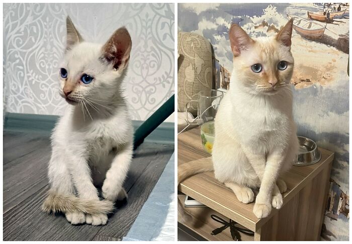 25 Heartwarming Before And After Photos Showing Just How Much Kittens Change As They Grow Up (New Pics)