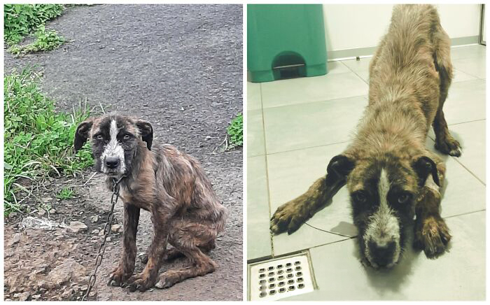 25 Powerful Before And After Photos Of Rescued Dogs That Show How Love Can Change A Life