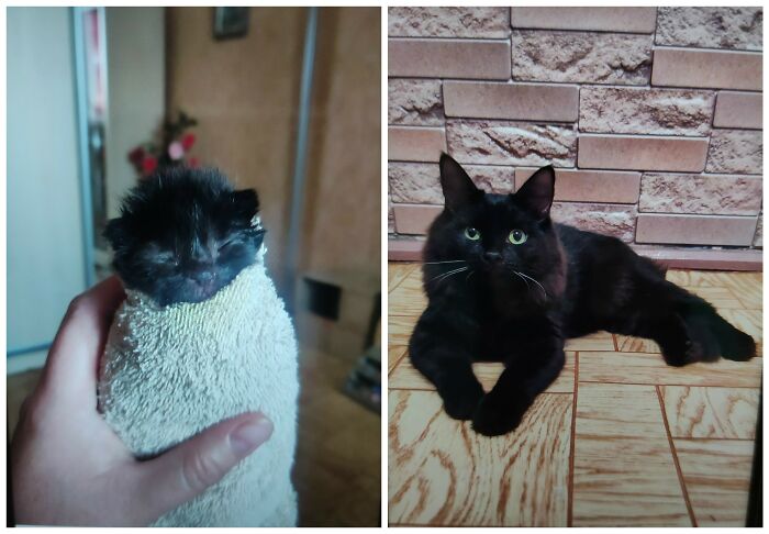 25 Heartwarming Before And After Photos Showing Just How Much Kittens Change As They Grow Up (New Pics)