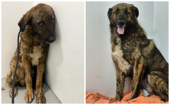 25 Powerful Before And After Photos Of Rescued Dogs That Show How Love Can Change A Life
