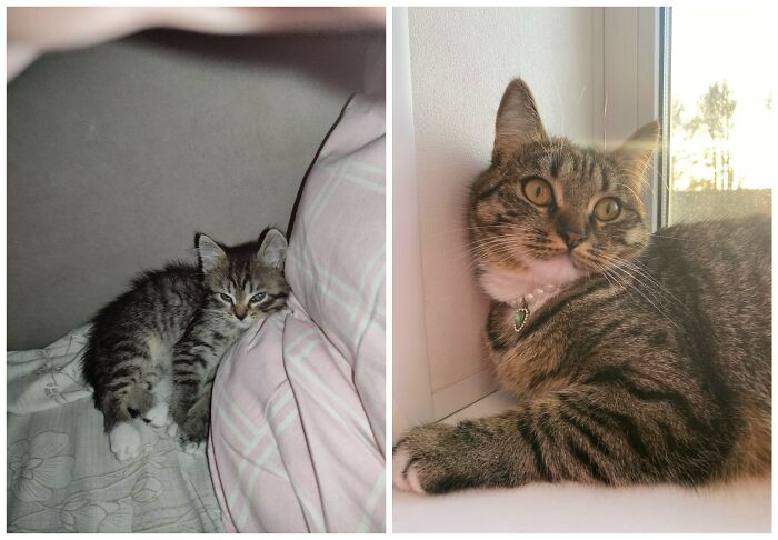 25 Heartwarming Before And After Photos Showing Just How Much Kittens Change As They Grow Up (New Pics)