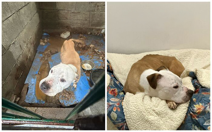25 Powerful Before And After Photos Of Rescued Dogs That Show How Love Can Change A Life
