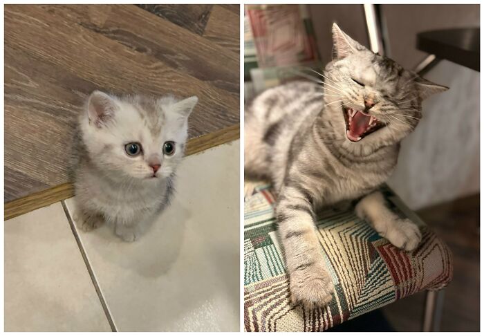 25 Heartwarming Before And After Photos Showing Just How Much Kittens Change As They Grow Up (New Pics)
