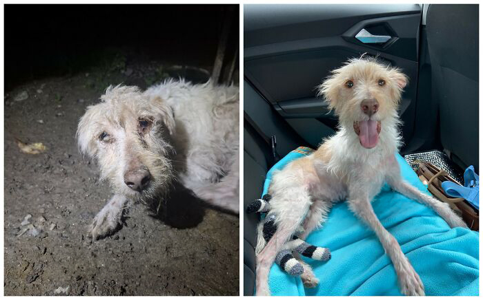 25 Powerful Before And After Photos Of Rescued Dogs That Show How Love Can Change A Life