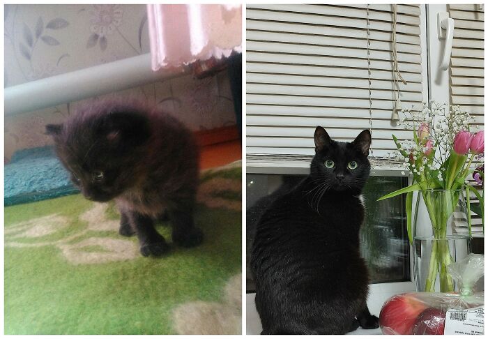 25 Heartwarming Before And After Photos Showing Just How Much Kittens Change As They Grow Up (New Pics)