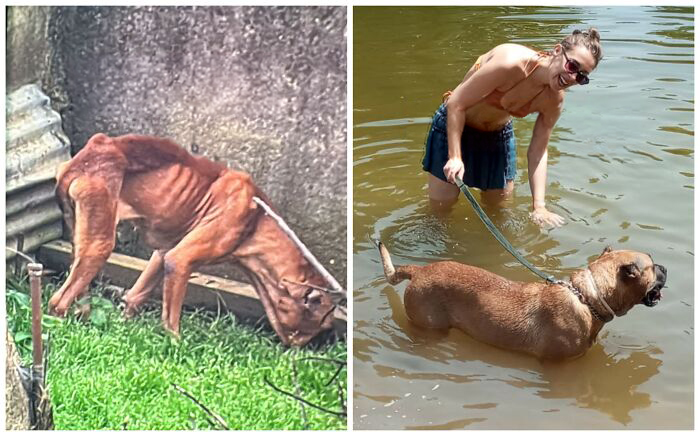 25 Powerful Before And After Photos Of Rescued Dogs That Show How Love Can Change A Life