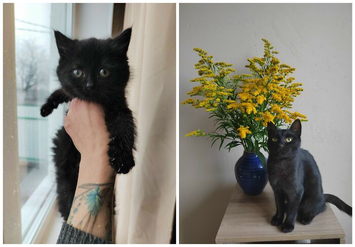 25 Heartwarming Before And After Photos Showing Just How Much Kittens Change As They Grow Up (New Pics)