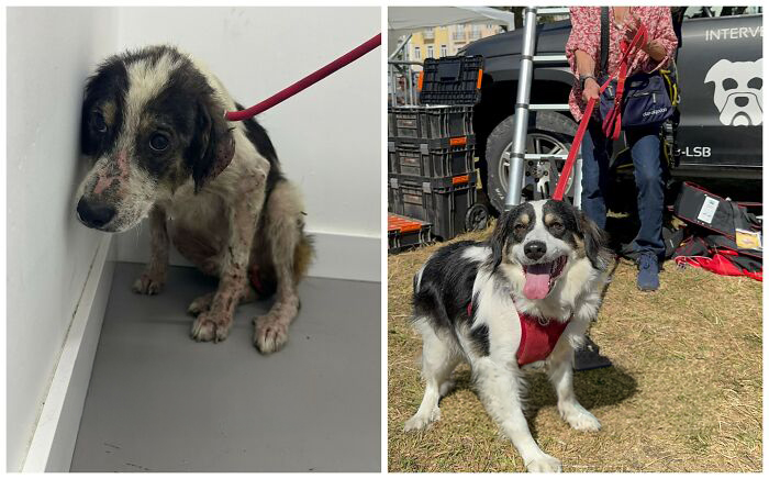 25 Powerful Before And After Photos Of Rescued Dogs That Show How Love Can Change A Life