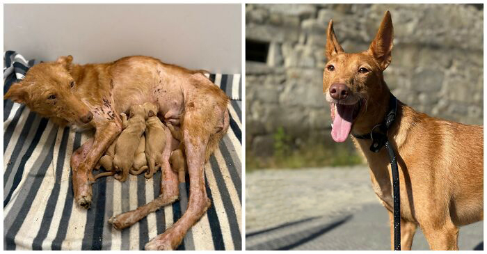 25 Powerful Before And After Photos Of Rescued Dogs That Show How Love Can Change A Life