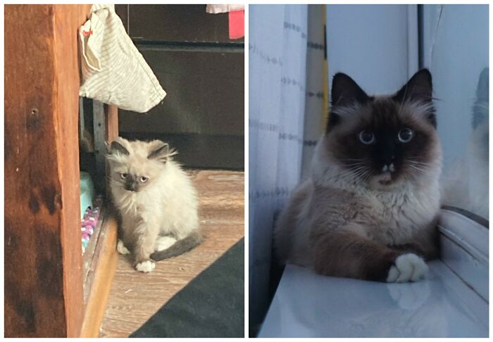25 Heartwarming Before And After Photos Showing Just How Much Kittens Change As They Grow Up (New Pics)
