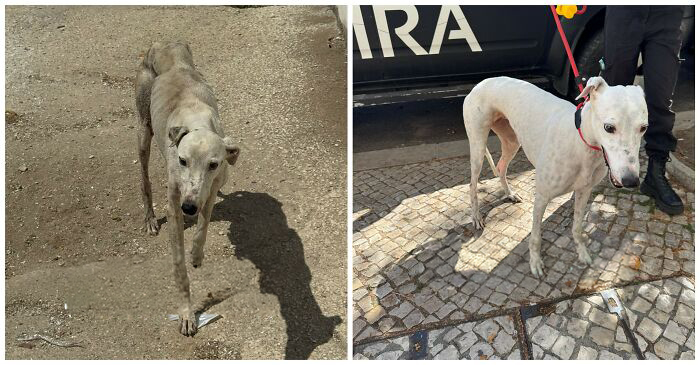 25 Powerful Before And After Photos Of Rescued Dogs That Show How Love Can Change A Life