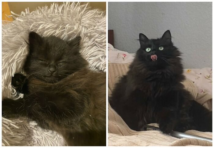 25 Heartwarming Before And After Photos Showing Just How Much Kittens Change As They Grow Up (New Pics)