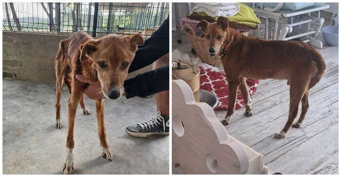 25 Powerful Before And After Photos Of Rescued Dogs That Show How Love Can Change A Life