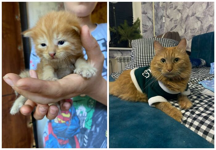 25 Heartwarming Before And After Photos Showing Just How Much Kittens Change As They Grow Up (New Pics)