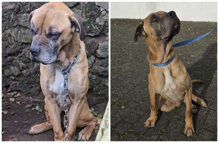 25 Powerful Before And After Photos Of Rescued Dogs That Show How Love Can Change A Life