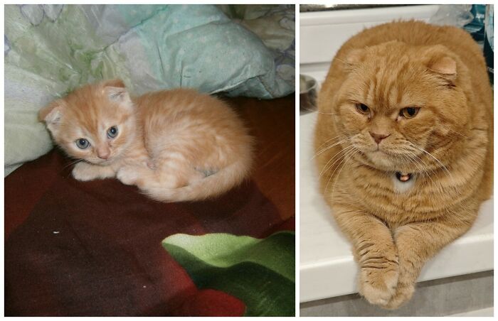 25 Heartwarming Before And After Photos Showing Just How Much Kittens Change As They Grow Up (New Pics)