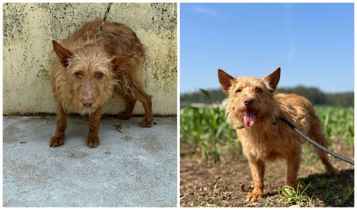 25 Powerful Before And After Photos Of Rescued Dogs That Show How Love Can Change A Life